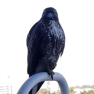 Meet your Posher, Samuel